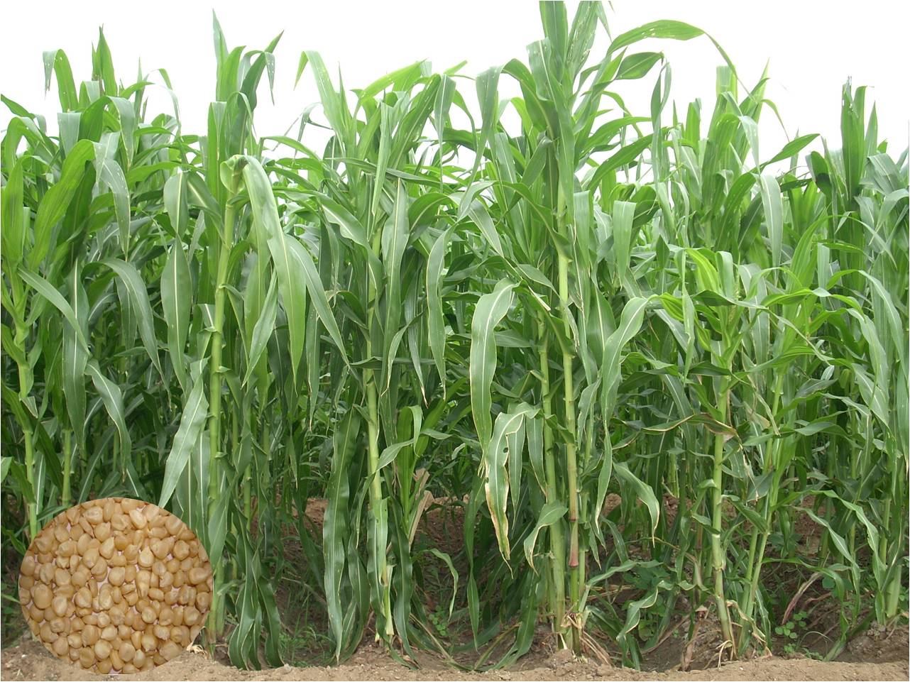 Fodder Maize